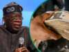 Tinubu’s National Credit Guarantee System: A Game-Changer for Nigerian MSMEs?
